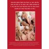 Anal Prolapse - Trailer Trash Prolapsing