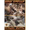 3 DVD's - Czech Lesbians Extended